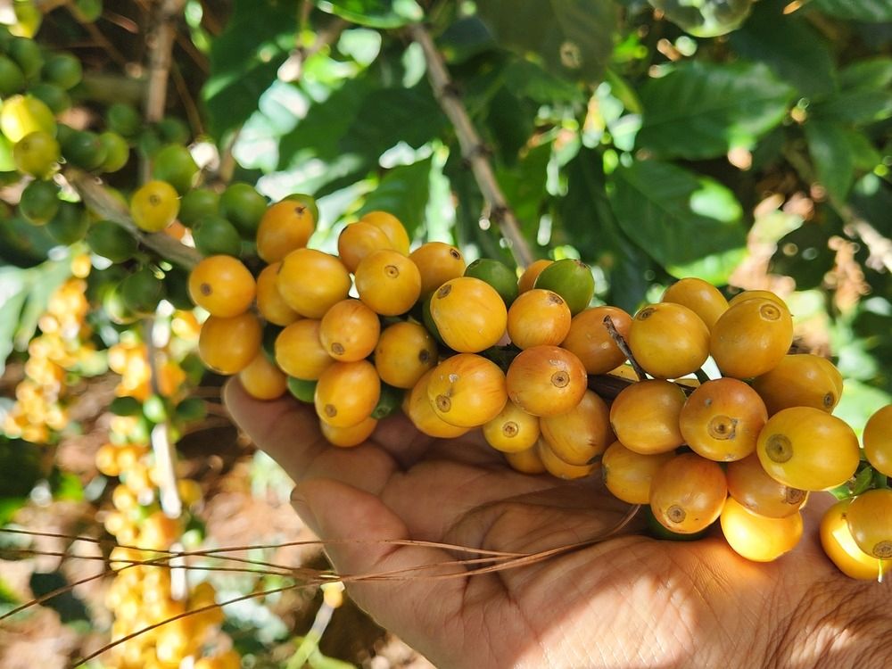 acerca santa clara coffee farm mano cafe